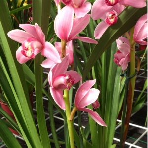 Orquidea Cymbidium Morada