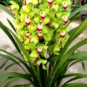 Orquidea Cymbidium Morada