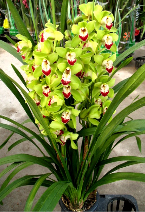 Orquidea Cymbidium Verde