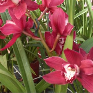 Orquidea Cymbidium Morada