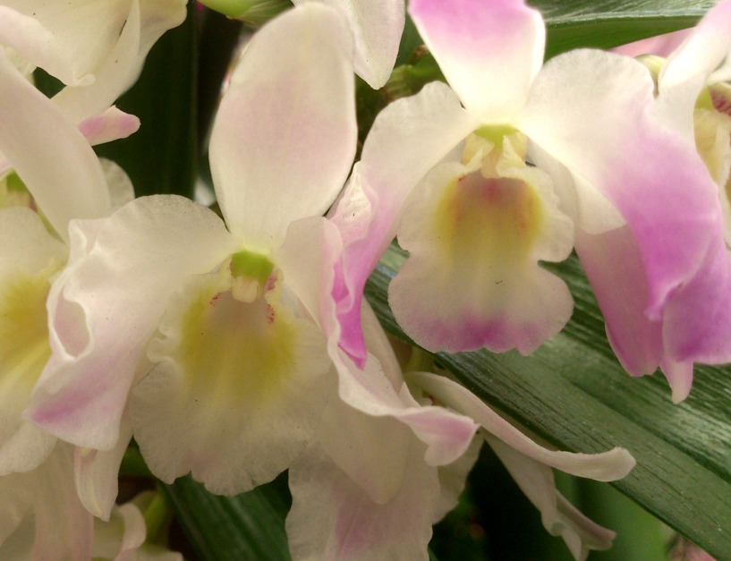 Orquidea Dendrobium Blanca con Morado