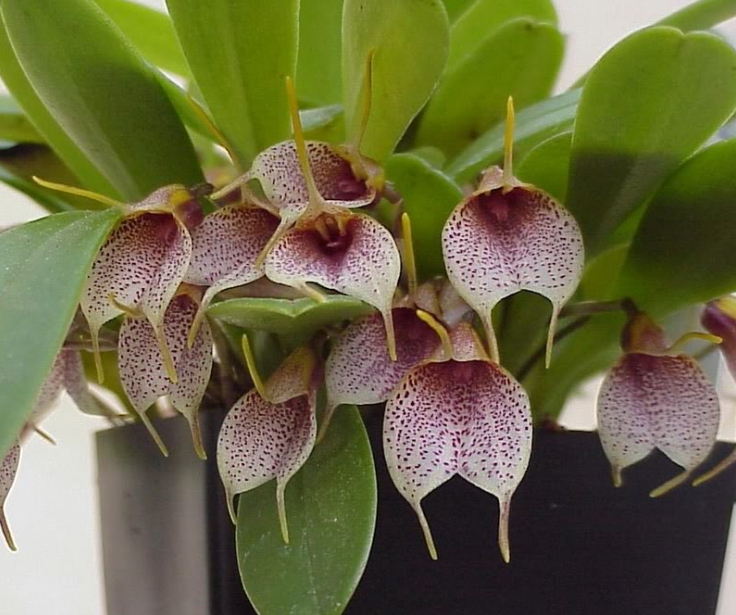 Orquidea Masdevallia Morada Oscura