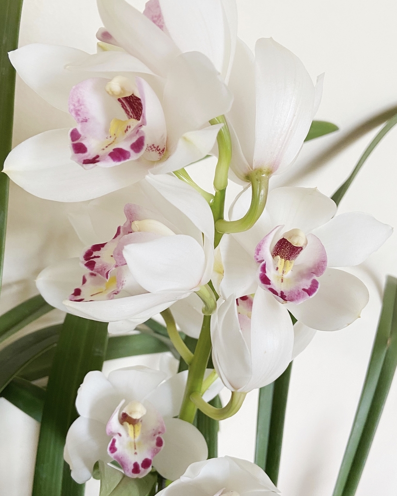 Details 100 orquídea cymbidium blanca